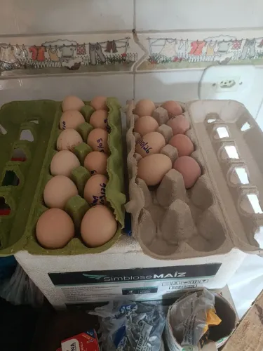 Vende-se ovos galinha Brahmas todos galados, 110 a dúzia