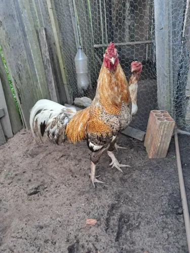 Galo Carijó