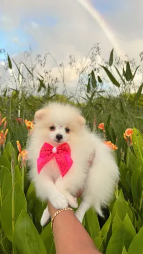 Lulu Fêmea 
