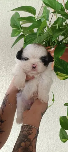 Vendo shih tzu macho