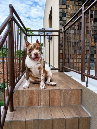 Filhote disponível choco Merle