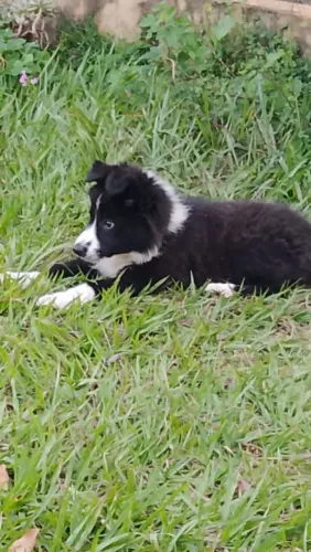 Border collie femea a pronta entrega