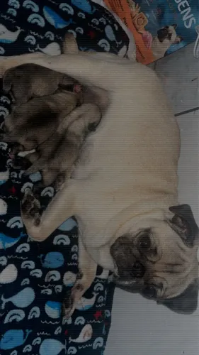 Pug disponível filhotes lindos macho apenas