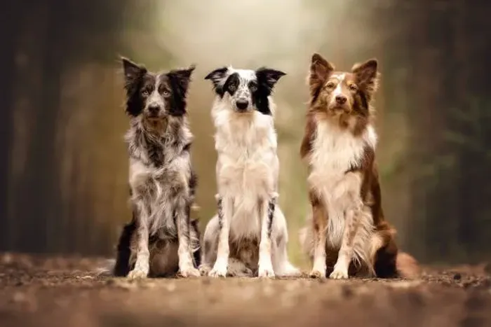 ? Ninhada de Border Collie | Reserve Seu Novo Melhor Amigo