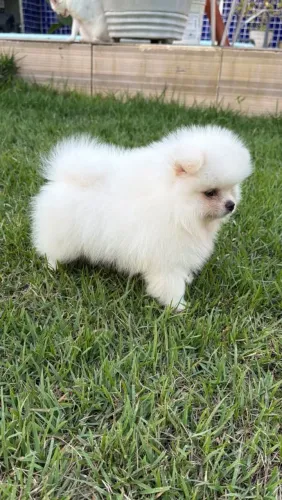 Spitz Alemão Anão / Lulu da Pomerânia macho