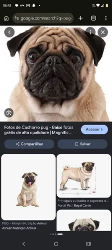 Pug a venda valor a negociação