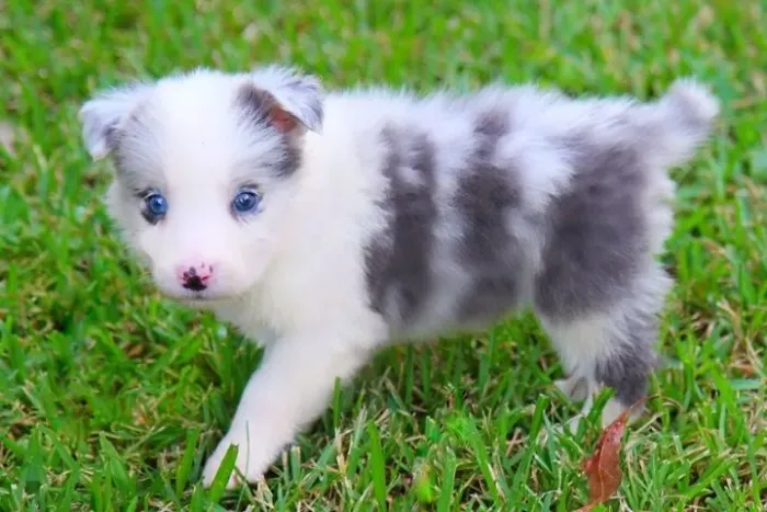 Filhotes de Border Collie | Amor em cada brincadeira.