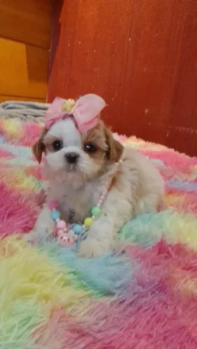 Shih tzus linhagem europeia legítimos 