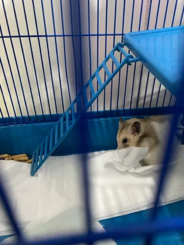 Hamster Sirio
