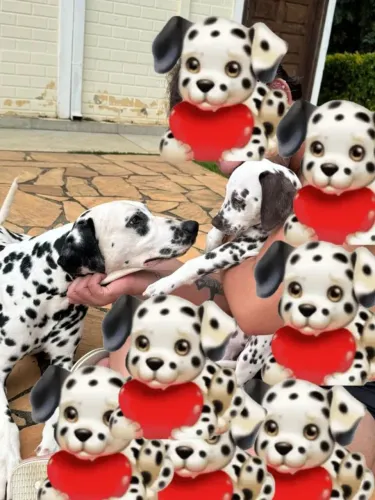 Dalmata encantadores filhotes