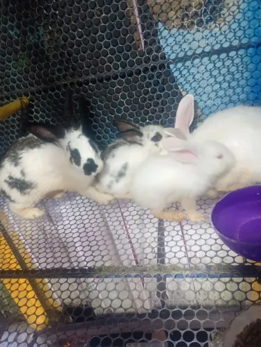 Coelhos disponíveis para venda