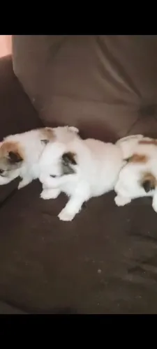 Filhotes lulu da Pomerânia
