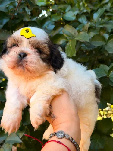 Vendo lindo filhote macho de Shih Tzu! 