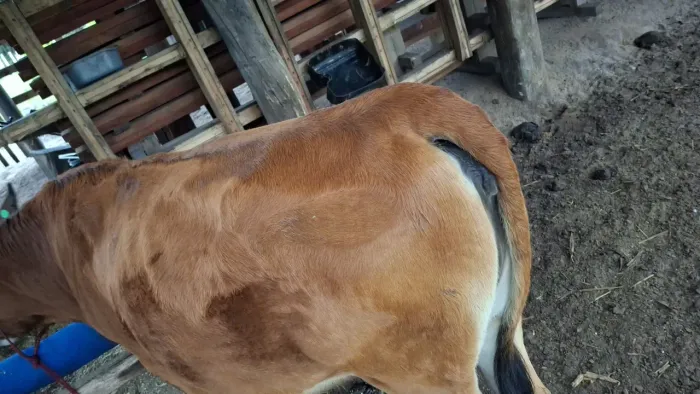 Linda novilha Jersey 