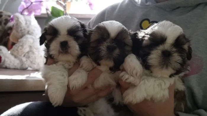 Filhote shih tzu, Nada como um amigo peludo para te fazer sorrir todos os dias!