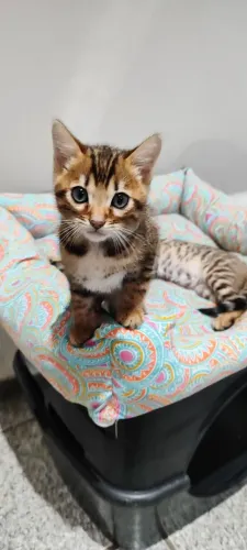 Gato Bengal