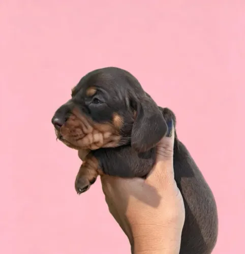 Basset