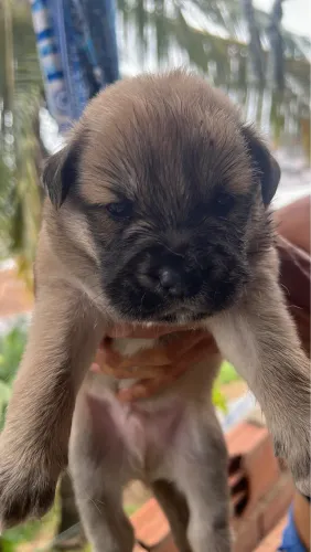 Cachorro raça Chow-Chow 