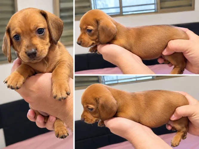 Vendo lindo filhotes de arlequim dachshundl