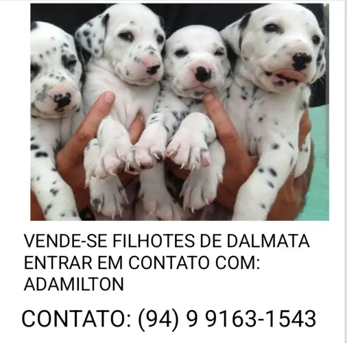 Animais de estimação 