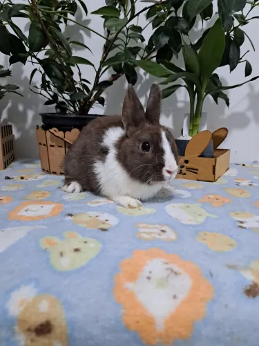 Mini coelhos promoção 