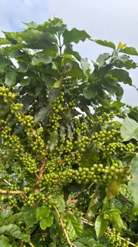Fazenda de Café em Três Corações  MG