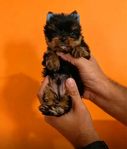 Filhotes do cachorro mais fofinho
