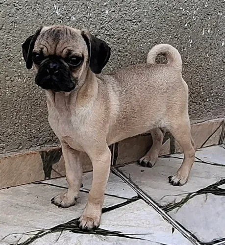 Filhotes de pug pronta entrega
