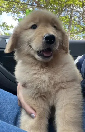 Filhotes golden retriever