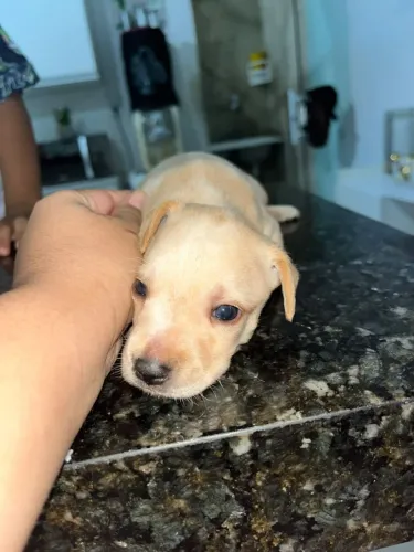 Vendo pinscher Tam.1