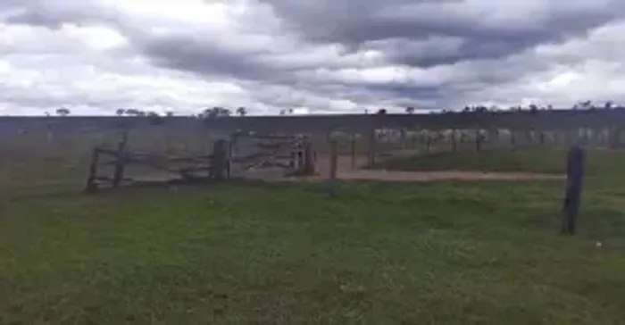 FAZENDA À VENDA  APTIDÃO PARA PECUÁRIA E EUCALIPTO  RIBAS DO RIO PARDO/MS