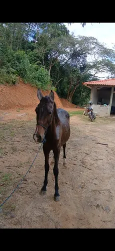 Vendo potro mangalarga marchador com 1ano e 10 meses