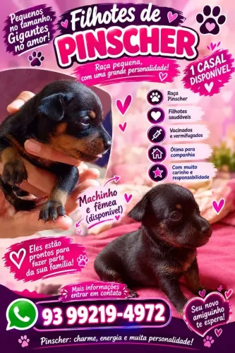 Filhotes de pinscher