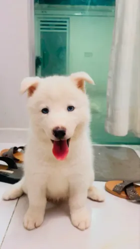 Husky siberiano fêmea 