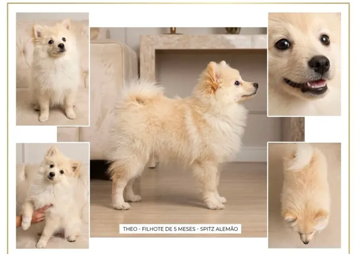 Spitz alemão