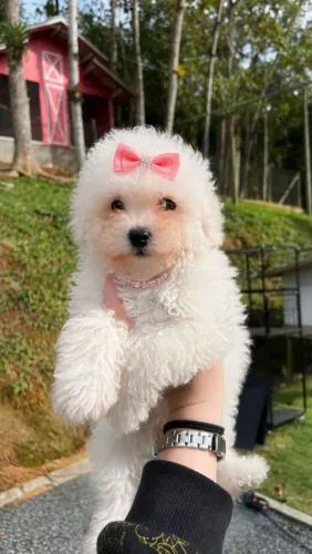 Poodle fêmea micro 