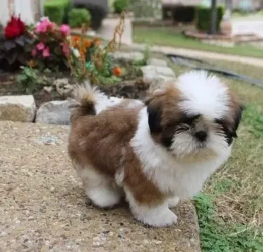 Filhote Shih Tzu Pronto Para Sua Casa