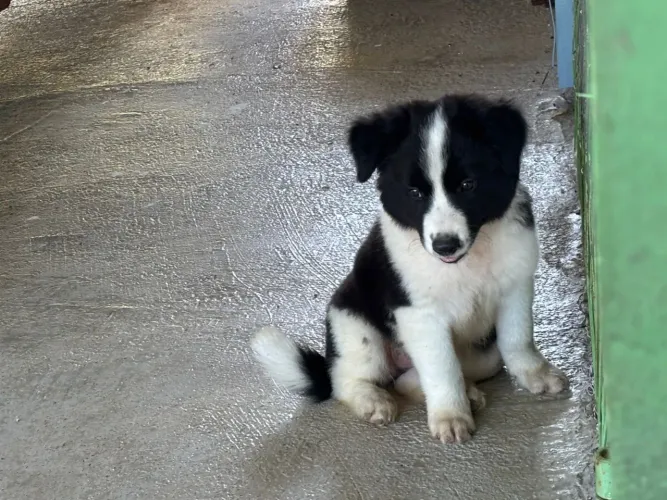 Border collie 