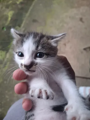 Doação de gatinho