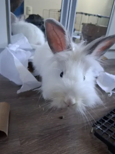COELHO LIONHEAD PARA ADOÇÃO