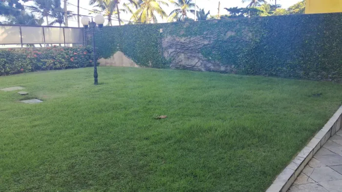 Marcelo jardim projetos e jardinagem palda de árvore desenho de árvores jardim projetos 