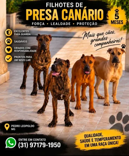 Venda de filhotes de Presa Canário