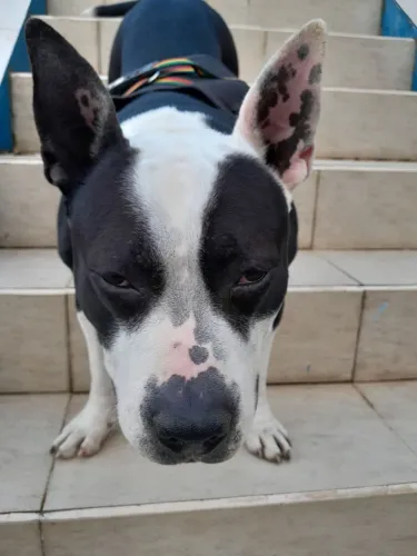 PIT BULL PARA AUTISTA