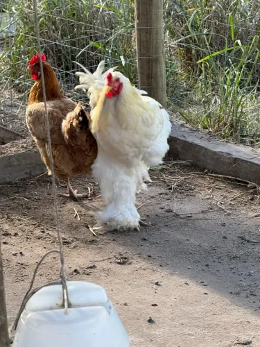 VENDO GALO DA RAÇA BRAHMA R$ 130,00