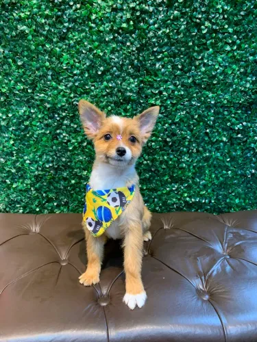 Spitz Alemao Fêmea com pedigree.