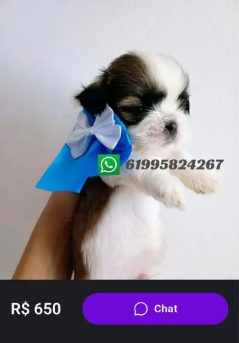 SHIHTZU mini e padrão