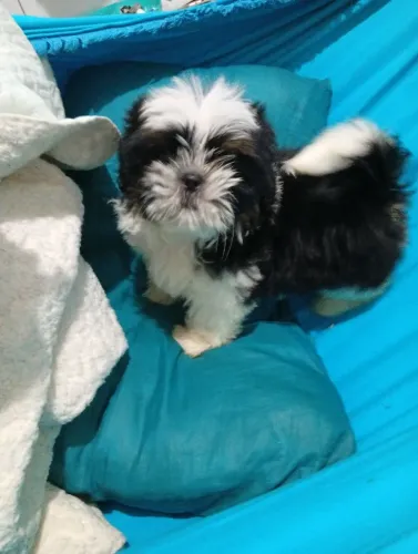 Filhotes de Shih Tzu