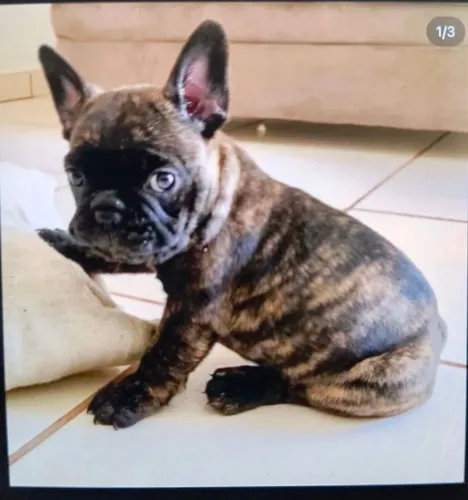 Buldogue francês