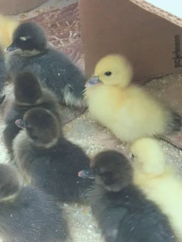 Vendo pintinho e patinhos 