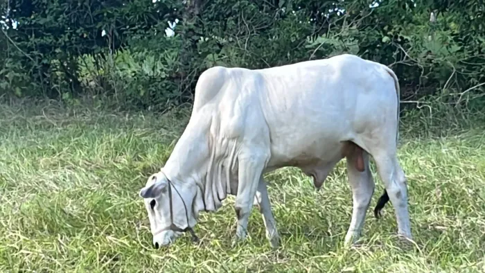 Touro Nelore puro sem registro. Ceará mirim . *. *23